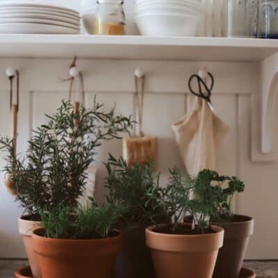 terra cotta pots filled with herbs on kitchen counter