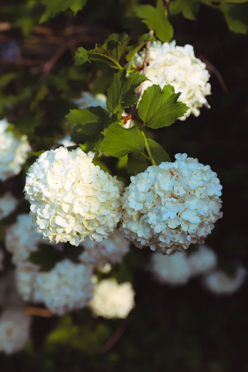 white hydrangea bush